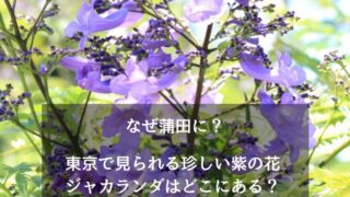 なぜ蒲田に？東京で見られる珍しい紫の花ジャカランダはどこにある？